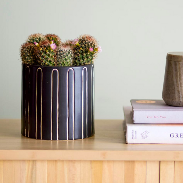 Troy Plant Pot in black with succulents