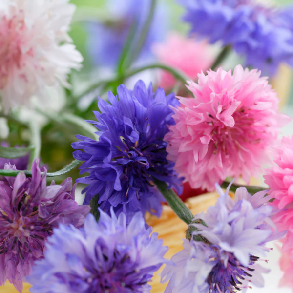 Cornflower Polka Dot Mix Seed Packet