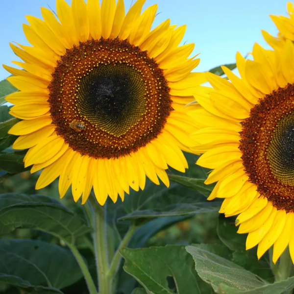 Sunflower Taiyo Seed Packet