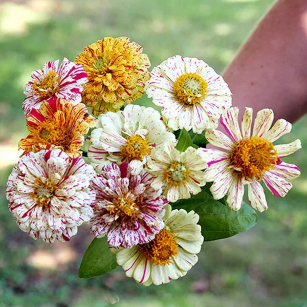 Zinnia Peppermint Stick Seed Packet