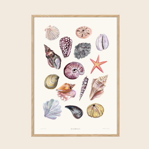 Framed artwork with various seashells on a beige background