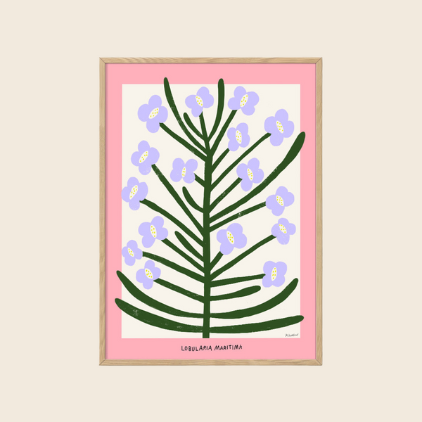 Sweet Alyssum Print | 30 x 40cm