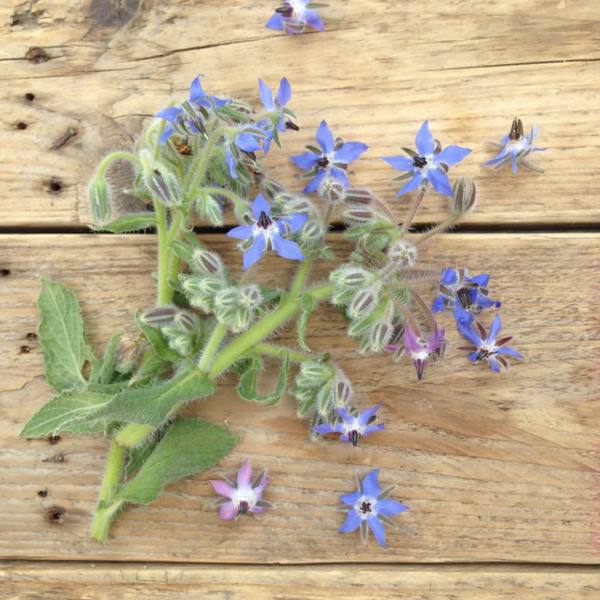 Borage Flower Mix Seed Packet