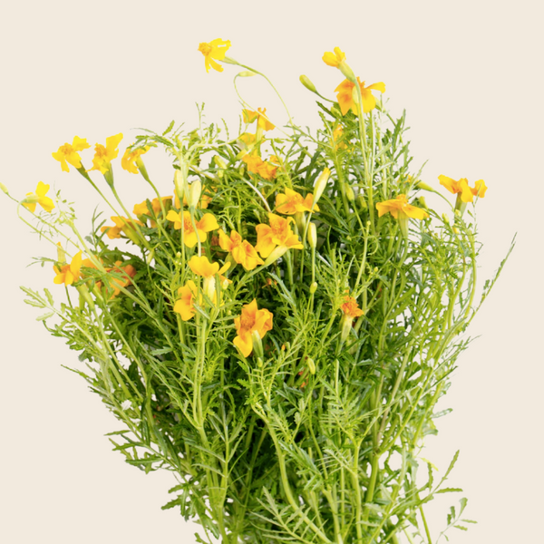 Marigold Starfire Mix Seed Packet